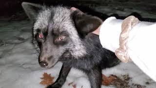 Bedtime pets for Esmae the silver fox