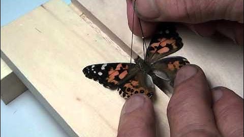 Spreading a butterfly