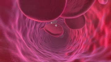 Blood cells animation with Blender 2.8