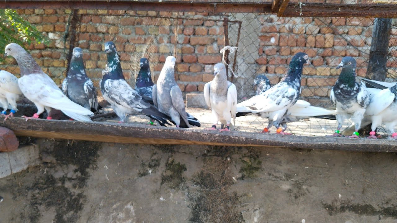 ماشاء اللہ بریڈر 20 23 سال کی محنت اور پروازی کبوتر ال سیٹ اپ10جوڑے پروازی60نمبر03260112462  جہلم
