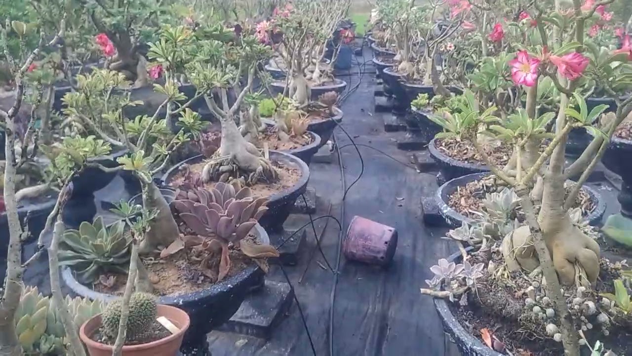 Uma voltinha no paraíso das rosas do deserto 