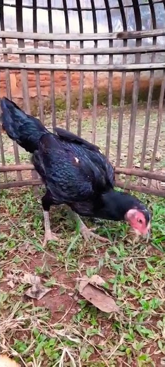 BETINA PAKHOY BLACKBULL X RED JAPAN SAMAN SANDANG PENCETAK LOCK BRAKOT BRUTAL DI KANDANG CRF PMK