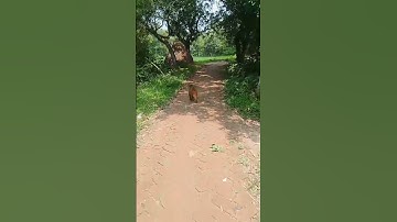 Monkey in the Asian Rural Area#reels #monkey #viralvideo #viralshorts #gorilla #animals #animallover
