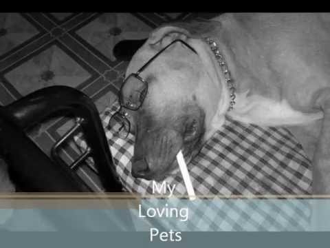 Vídeo: Loving Pets Recorda Delícies De Gossos Inflats Amb Aire