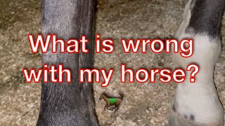 What is wrong with my horse?