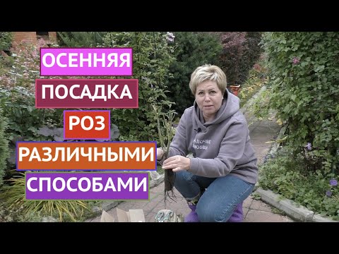 ПОСАДКА РОЗ ОСЕНЬЮ! РАЗНЫЕ ВАРИАНТЫ ДЛЯ РАЗНЫХ САЖЕНЦЕВ!