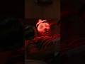 ANACONDA 2025 - PRIA INI SEDANG TIDUR DIKEJUTKAN ULAR #movie #shortvideo #shortsfeed #shorts