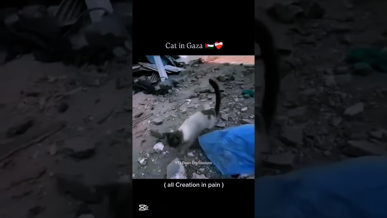 Cat in Palestine! 