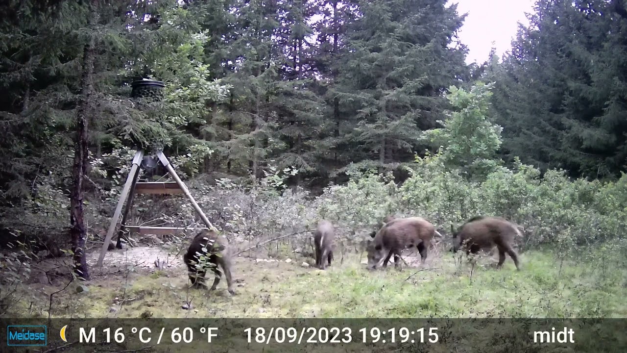 Dagvideo af vildsvin i Sverige optaget med S960 vildtkamera