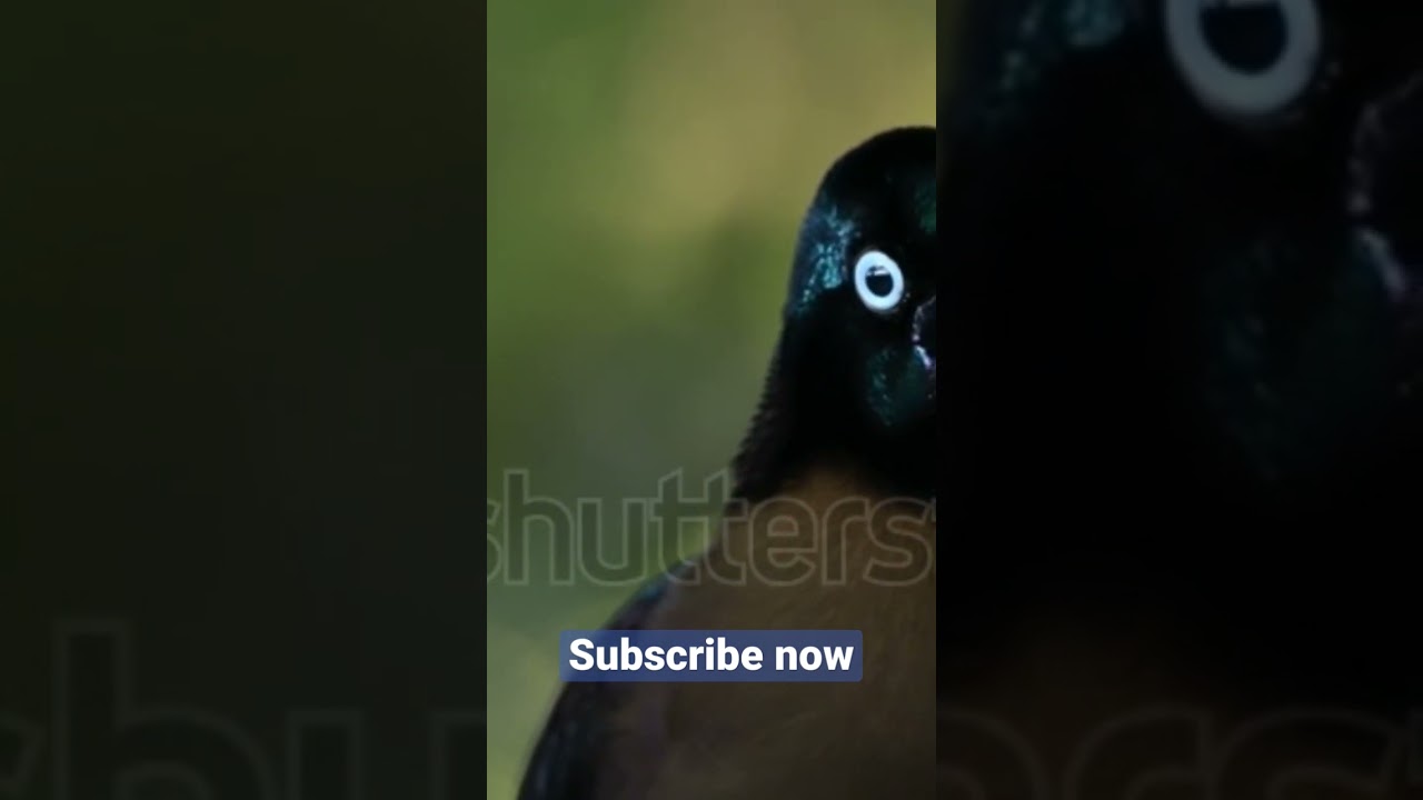 Watch The brown sicklebill #shorts on YouTube Watch The brown sicklebill #shorts on YouTube