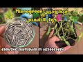 ميكروجرين زراعة دوار الشمس Microgreen Growing Sunflower ميكروجرين زراعة دوار الشمس Microgreen Growing Sunflower