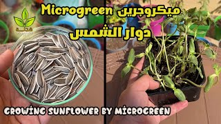 ميكروجرين - زراعة دوار الشمس |  Microgreen - growing sunflower