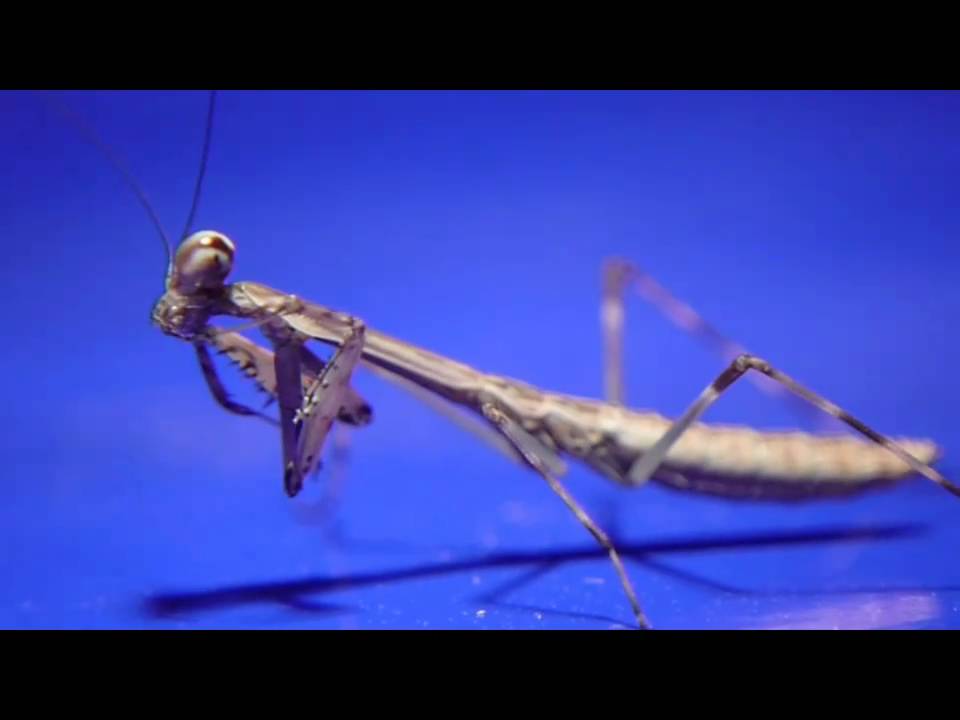 Plistospilota guineensis AKA Maga Mantis L2 Nymph