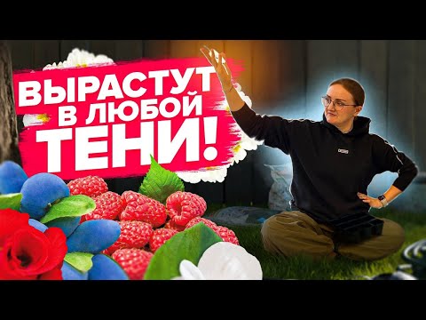 РАСТЕНИЯ ДЛЯ ВЫРАЩИВАНИЯ В ТЕНИ!