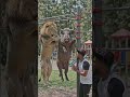 Gym Life of Animals! 🦁🐗 #FunnyAIJab Lion ne kiya Workout 😂 #ViralVideo