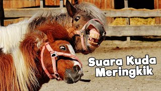 Demika Kaget dengar suara kuda meringkik | mengenal suara kuda | pengetahuan hewan untuk anak anak