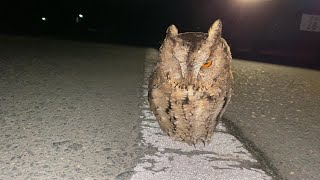 【野生のフクロウ】この距離でもまったく動きません【wild Owl】