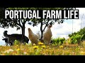 A Beautiful Farm Life ❤ | PORTUGAL FARM LIFE | ASMR