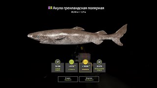 : Russian Fishing 4 - , ,         =D