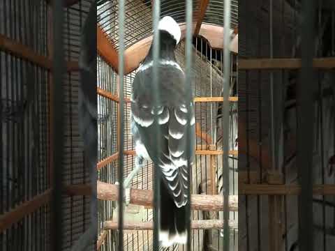 JALAK HONGKONG GACOR,HARGA SELANGIT