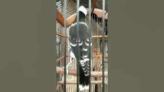 Download lagu JALAK HONGKONG GACOR,HARGA SELANGIT