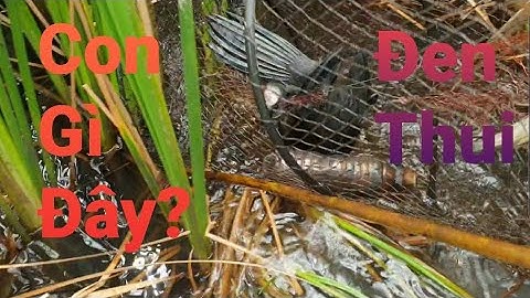 Đặt lờ cá lóc dính con chim gì lạ quá