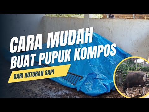 Cara Membuat Pupuk Tai Sapi
