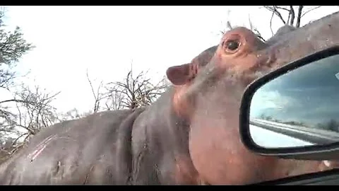 Angry Hippo Attacks Car ! Kruger National Park