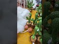 شاهد كيف تصنع لعبة الصبار المتحركه شاهد كيف تصنع لعبة الصبار المتحركه