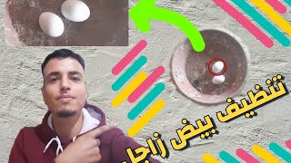 تنظيف بيض الحمام زاجل من الأوساخ  ||  إحظر فقد تموت زغاليل  ✋⛔⛔