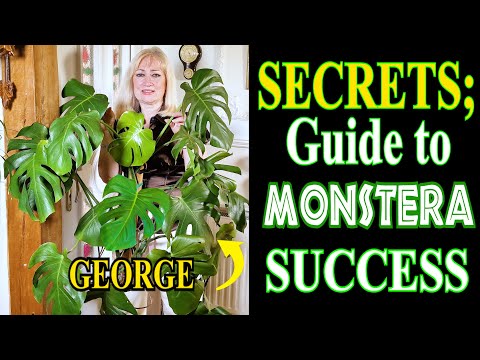 Monstera Deliciosa 101, an * IN DEPTH GUIDE* All You Need To Know to Grow a  Healthy Monstera - YouTube