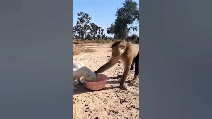 🍭Monkey 🐵 monkey funny moments #shorts #viral #ytshorts #youtubeshorts