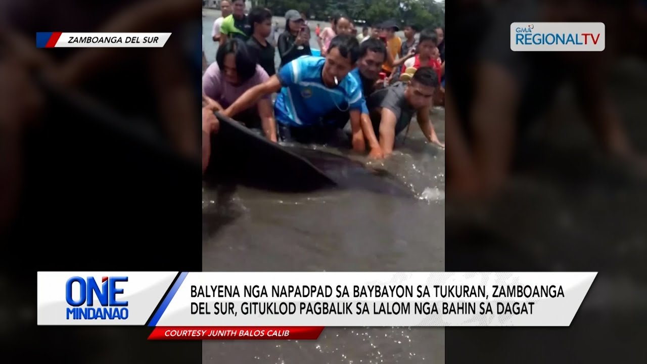 Balyena nga napadpad sa Zamboanga del Sur, gituklod pagbalik sa dagat | One Mindanao