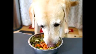 Dog lose weight | My dog is on Diet | Romeo lost 42 Lbs. eating this