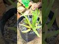 Best way to prepare soil and planting Aloe Vera #gardening #containergardening #diygardening #shorts
