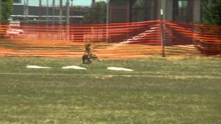 AKC Coursing Ability Test