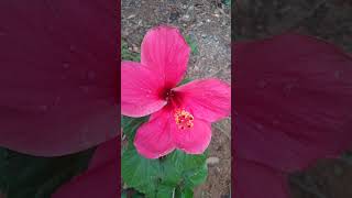 Mahiru De Sukun Kar Mera Chahat  bollywood love song