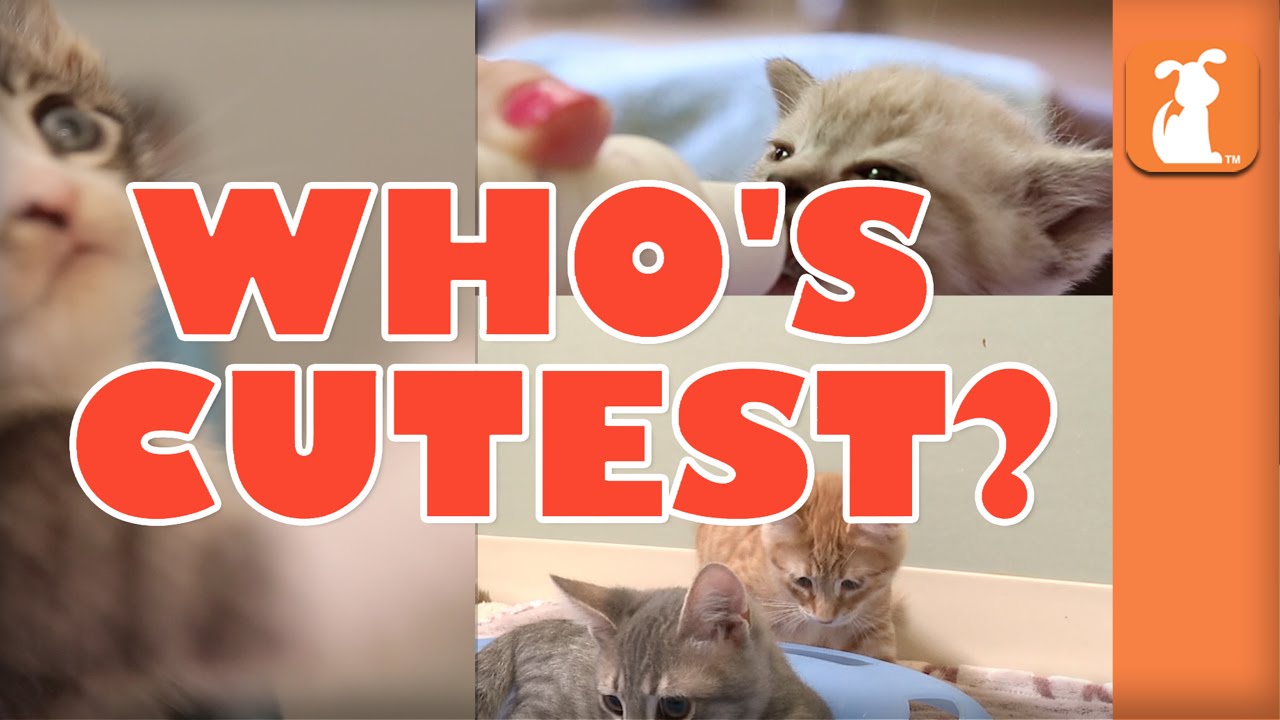 cute funny pet videos WHO'S CUTEST? YOU DECIDE! Which Kitten Is The Cutest? (Episode 6)