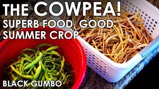 The Wonderful Cowpea  Beneficial Crop and Tasty Too! || Black Gumbo