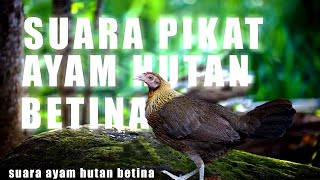 Suara AYAM HUTAN Betina Memanggil Jantan