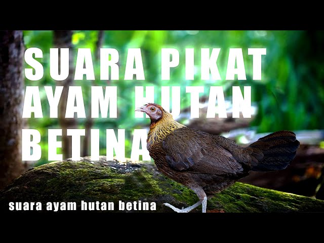 Suara AYAM HUTAN Betina Memanggil Jantan class=