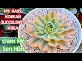 #280 MY RARE KOREAN SUCCULENTS GARDEN | MY FAVORITE SUCCULENTS [subtitles]