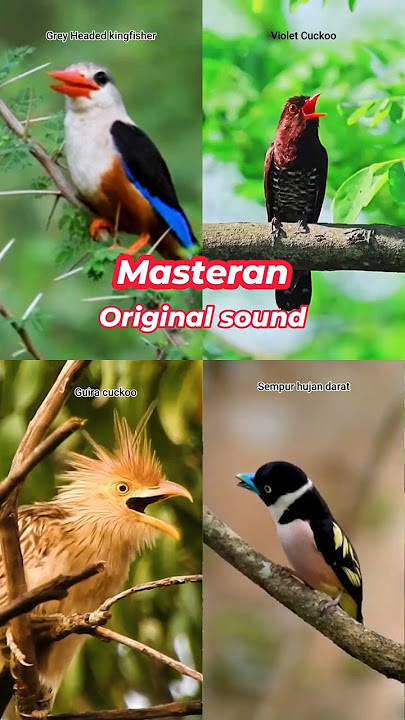Masteran original sound