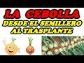 Cultivar Cebollas - Desde el Semillero al Trasplante // Todo Huerta y Jardín