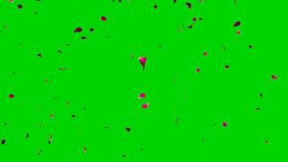 4K  Falling Petals Green Screen Source, UHD