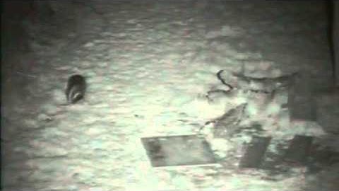 Badger takes in bedding - Ecology Link