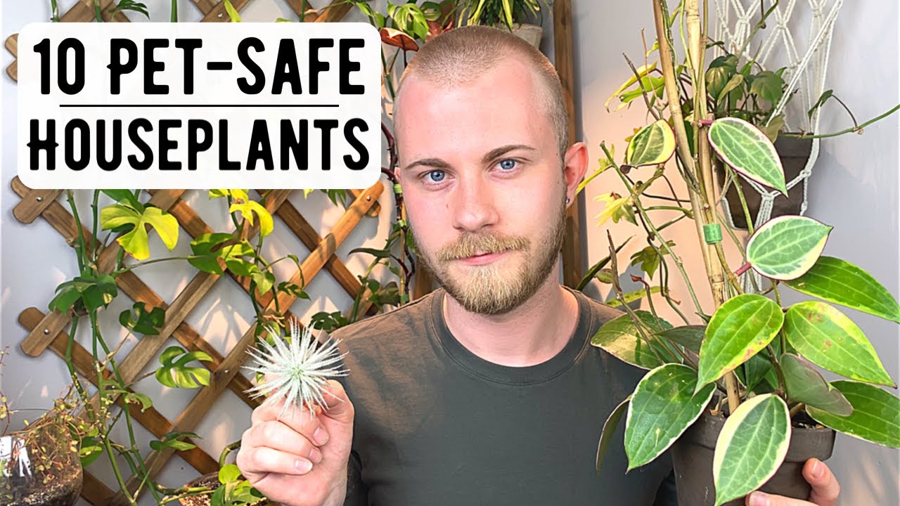 10 Interesting Non-Toxic Houseplants - YouTube