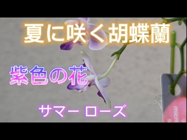 Summer-blooming Phalaenopsis orchid: Purple flowers, Summer Rose