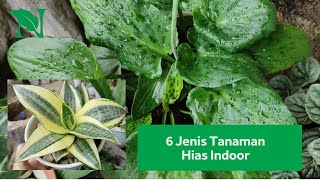 6 Jenis Tanaman Hias Indoor Yang Mudah Dirawat