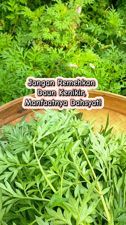 Kenikir Leaves: Cheap Vegetables, Luxurious Benefits! #shorts #kenikir #healthyvegetables #fyp
